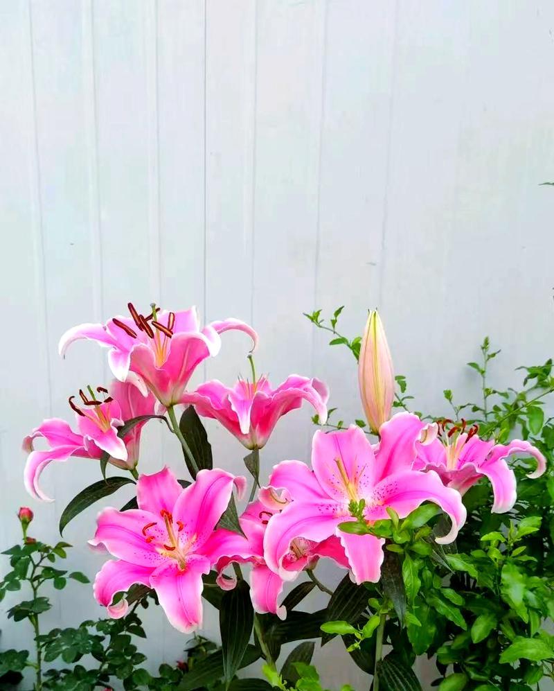 胖人象征的花有哪些？这些花卉如何与体型相关联？