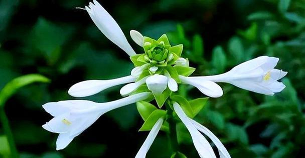 胖人象征的花有哪些？这些花卉如何与体型相关联？