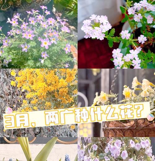 爆花在花卉领域代表什么？