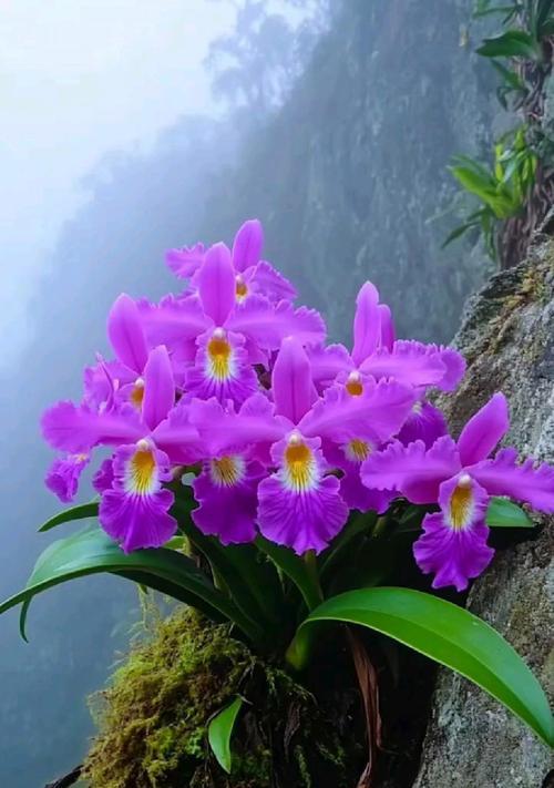 哪种花代表顽强精神和代表坚韧的花卉花语是什么？