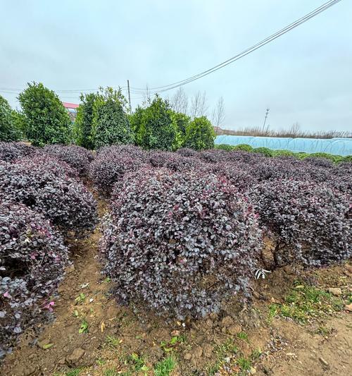 哪种花代表顽强精神和代表坚韧的花卉花语是什么？