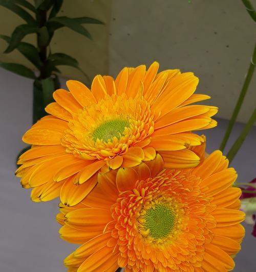 寓意着走到最后的花有哪些？它们象征了什么？