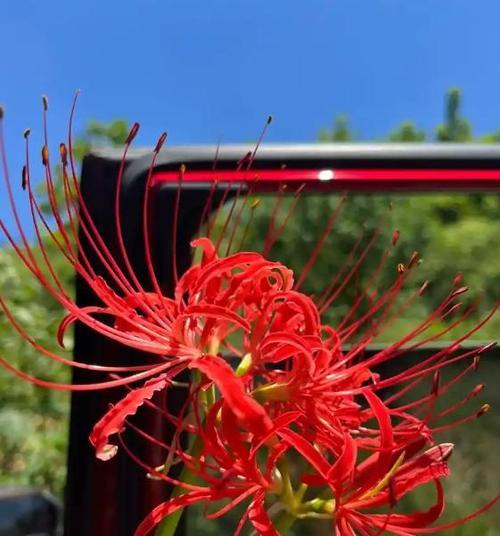 寓意着走到最后的花有哪些？它们象征了什么？
