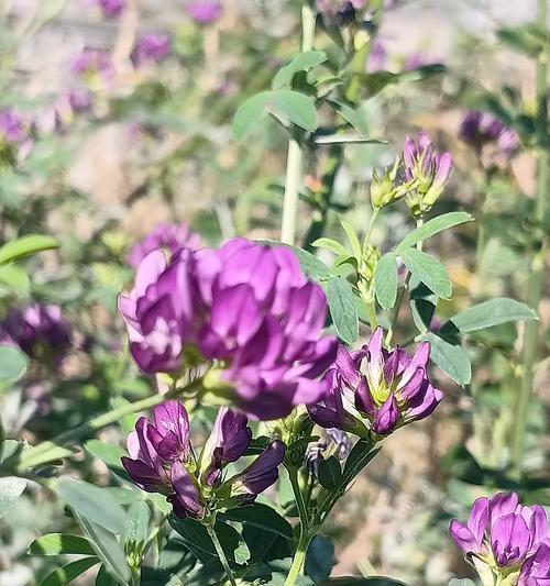 苜蓿花语有何含义？苜蓿花代表了什么？