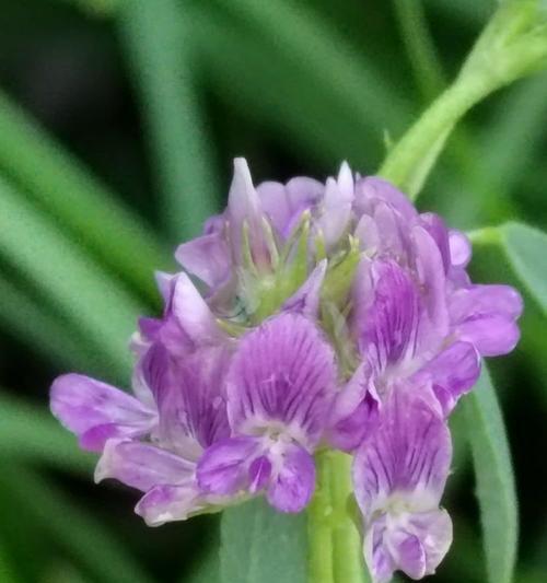 苜蓿花语有何含义？苜蓿花代表了什么？