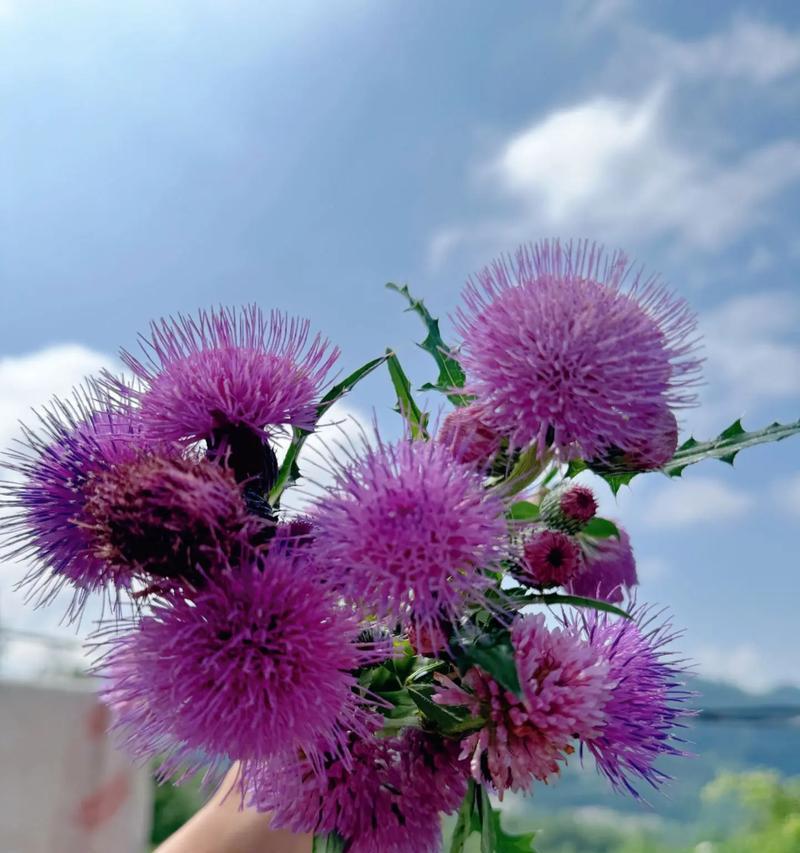 哪种花朵代表着快乐和愉悦？