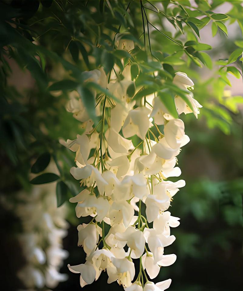 茉莉花语有何特别之处？它象征着什么？