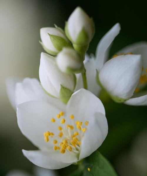 茉莉花语有何特别之处？它象征着什么？