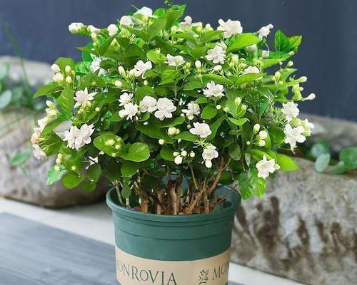 茉莉花语有何特别之处？它象征着什么？