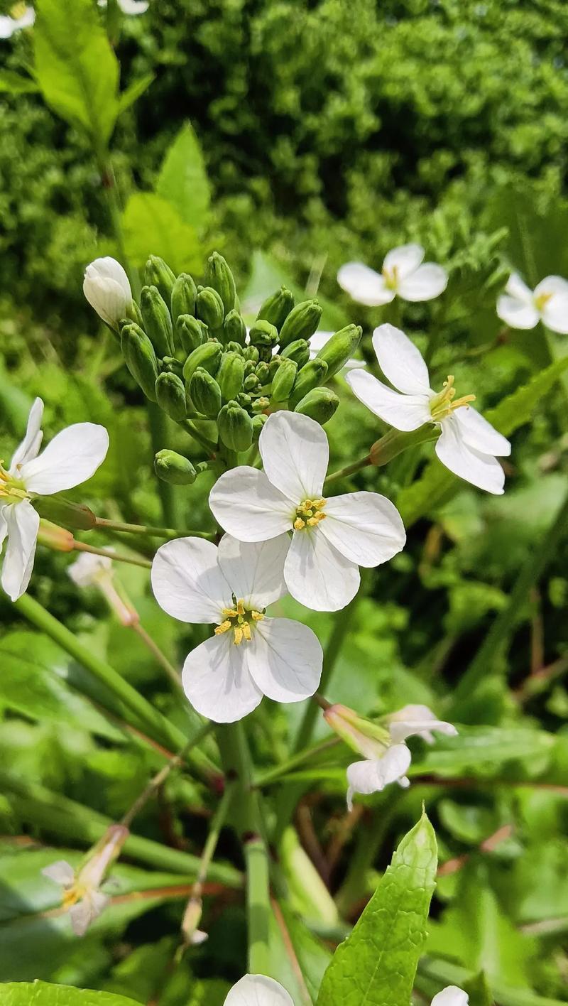 不回头象征的花有哪些？哪些花语代表坚定和不回头？