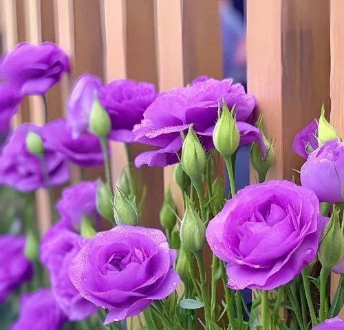 发光的花代表什么？发光植物的花语有何特殊之处？