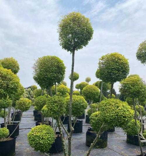 发光的花代表什么？发光植物的花语有何特殊之处？