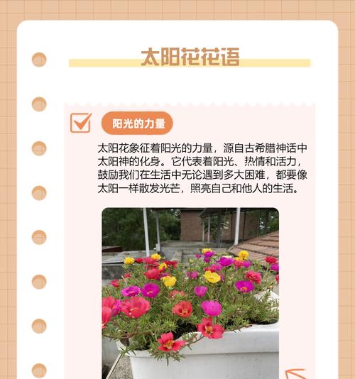 挑战象征的花朵及其花语是什么？