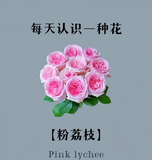 荔枝花的象征意义是什么？荔枝花有何特别之处？