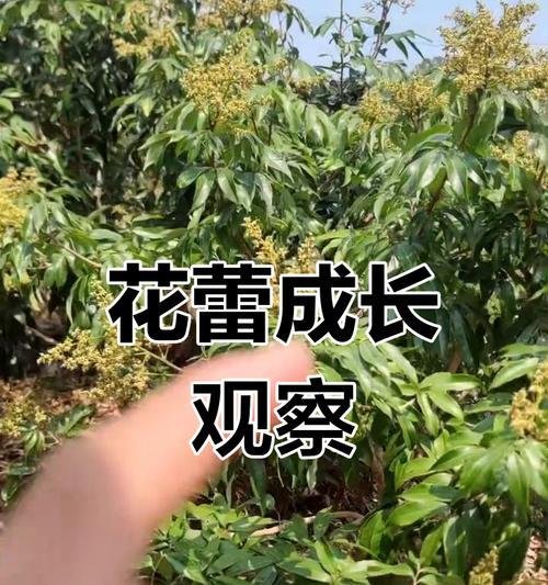 荔枝花的象征意义是什么？荔枝花有何特别之处？