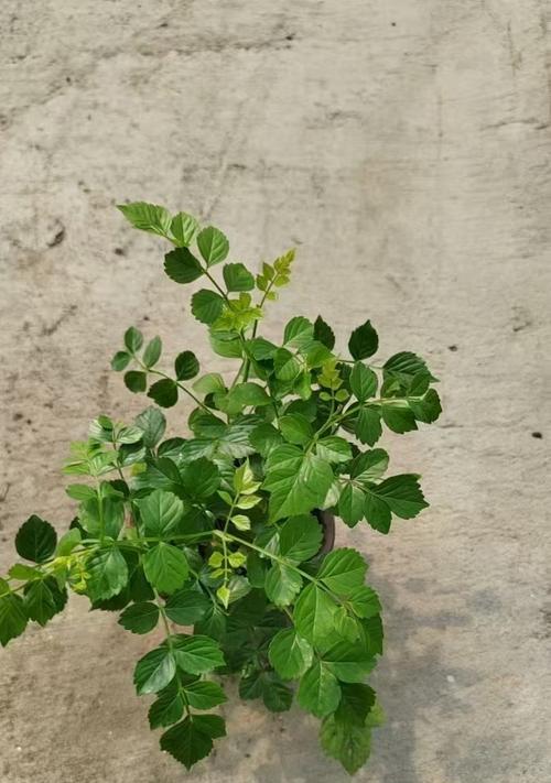 燃烧的花象征什么？它的含义是什么？