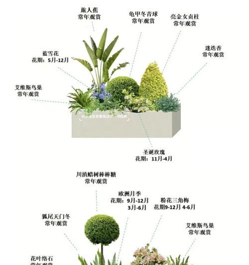 引路人的花有哪些？花卉如何象征引导与启迪？