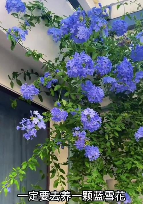 雪花的花语是什么？雪花花语代表了哪些含义？
