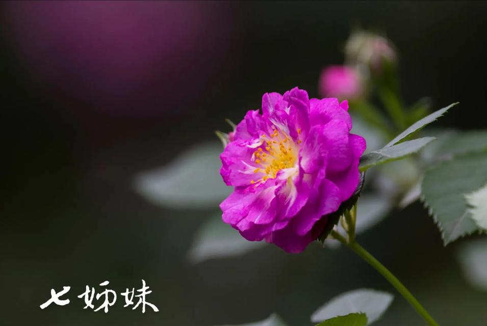 粉蔷薇的花语含义是什么？代表了哪些意义？