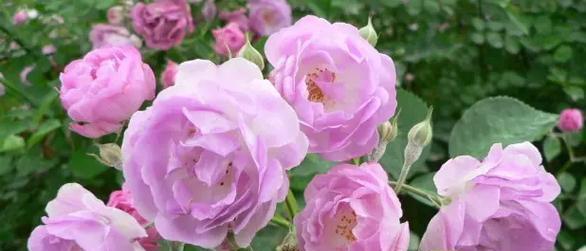 粉蔷薇的花语含义是什么？代表了哪些意义？