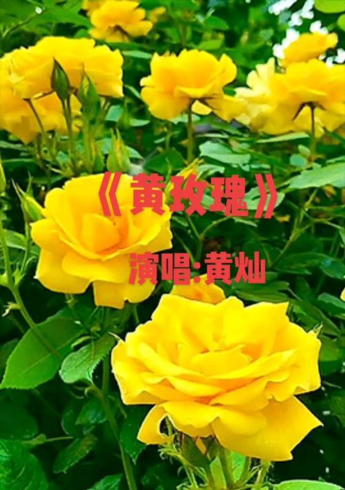 黄玫瑰的花语是什么？黄玫瑰真正的寓意是什么？