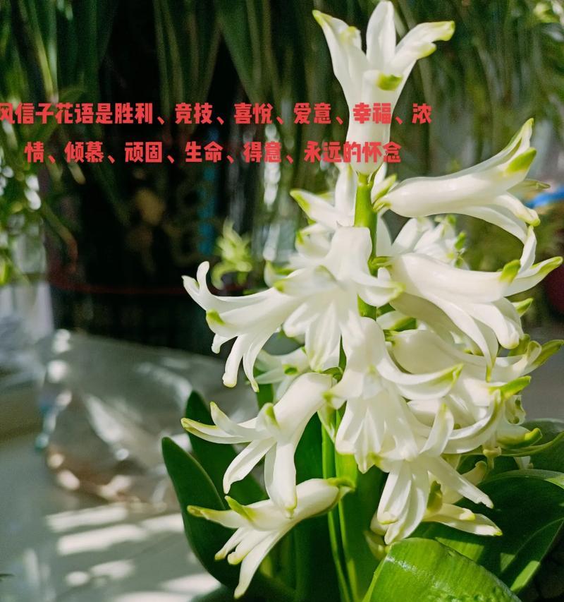 孔雀花寓意什么？它在花语中的地位如何？