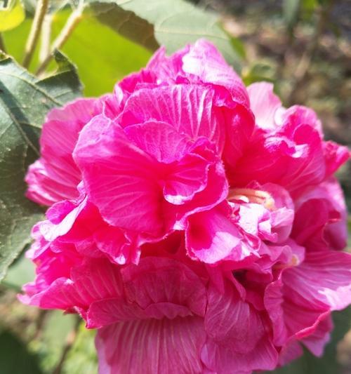 敬业象征的花有哪些？它们的花语是什么？