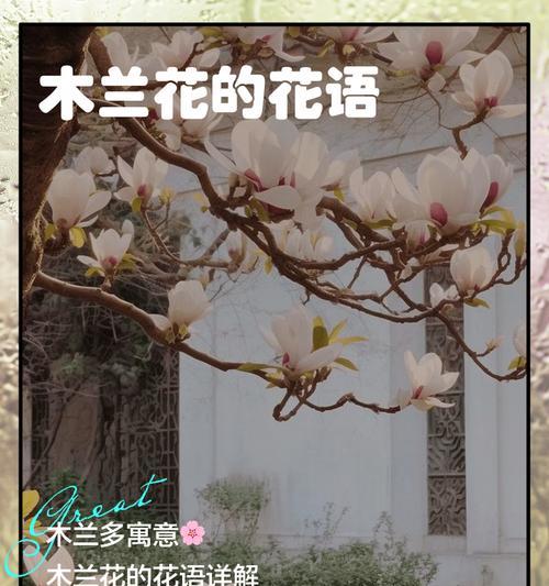 敬业象征的花有哪些？它们的花语是什么？