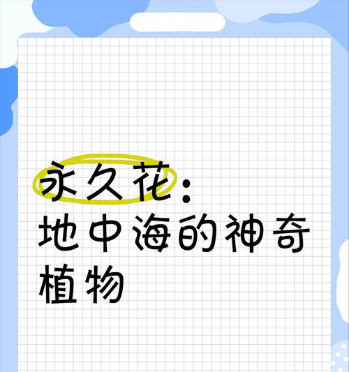 永久花的花语和象征意义是什么？了解永久花的深层含义
