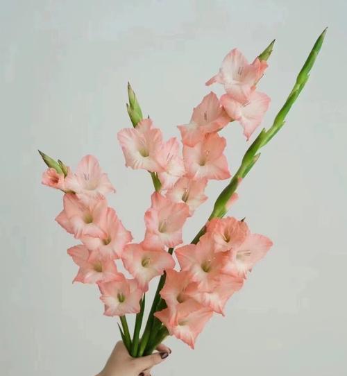 醒花在花艺中的含义？对展示效果有何影响？
