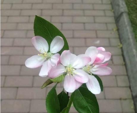 五瓣花有什么特别的寓意？它象征着什么？