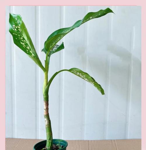 花叶万年青在风水中象征什么？