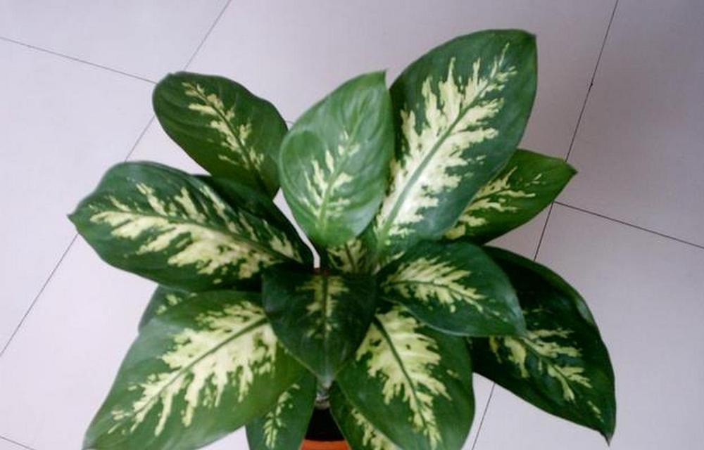 花叶万年青在风水中象征什么？