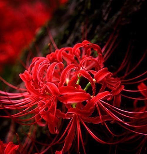 彼岸花的花语和寓意是什么？它象征着什么？