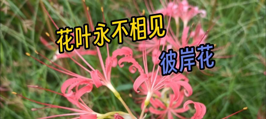 彼岸花的花语和寓意是什么？它象征着什么？