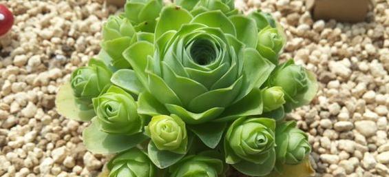 山地玫瑰的花语是什么？它象征着什么意义？