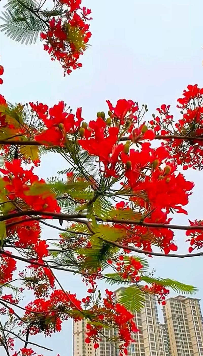 凤凰花的花语代表什么含义？有哪些特别之处？