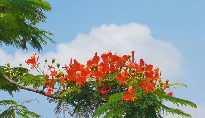 凤凰花的花语代表什么含义？有哪些特别之处？