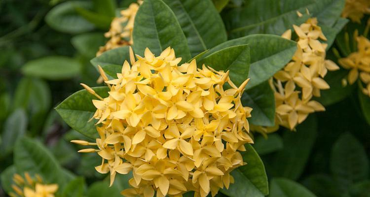 黄色茉莉花的含义和象征是什么？