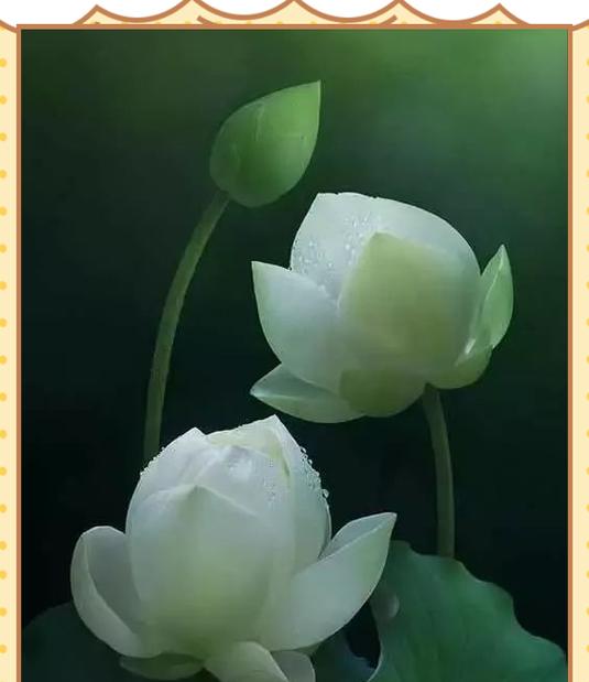 佛教中花的寓意是什么？佛教花象征意义有哪些？