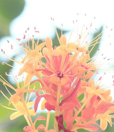 佛教中花的寓意是什么？佛教花象征意义有哪些？