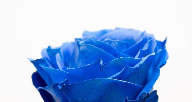 蓝色象征神秘的花有哪些？它们各自代表什么？