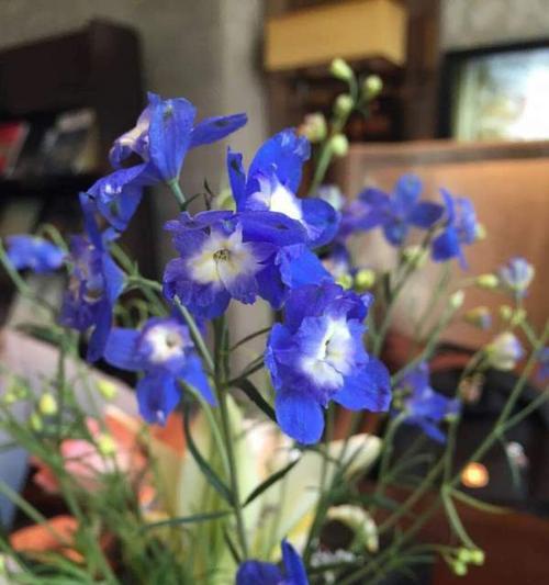 蓝色象征神秘的花有哪些？它们各自代表什么？