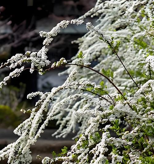 雪柳花代表什么意义？雪柳花的象征含义有哪些？