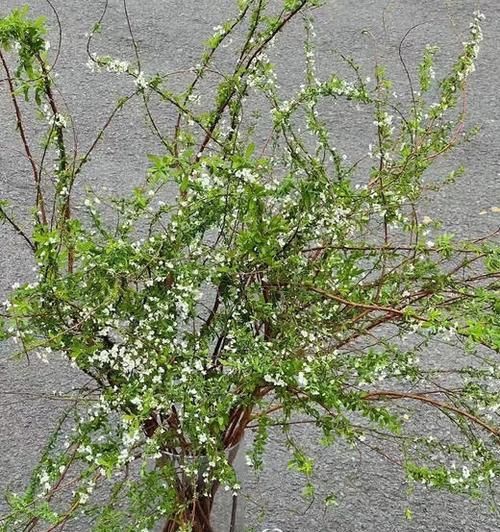 雪柳花代表什么意义？雪柳花的象征含义有哪些？