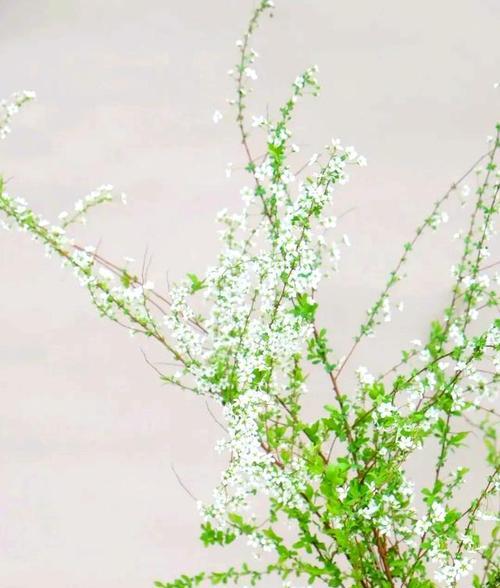 雪柳花代表什么意义？雪柳花的象征含义有哪些？