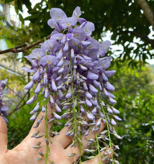 紫藤花的文化寓意有哪些？紫藤花在中国文化中代表什么？