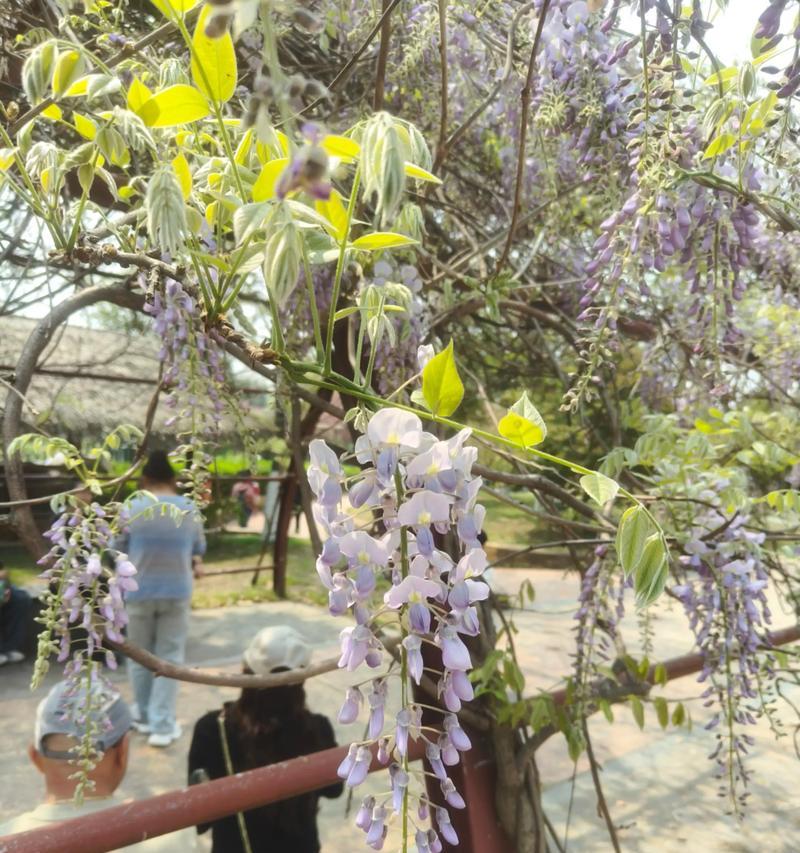 紫藤花的文化寓意有哪些？紫藤花在中国文化中代表什么？