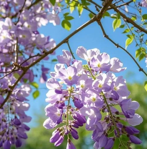 紫藤花的文化寓意有哪些？紫藤花在中国文化中代表什么？