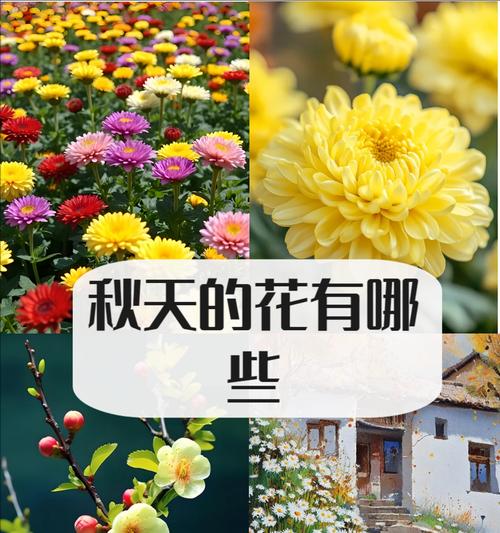 秋天积极象征的花卉有哪些？它们的寓意是什么？